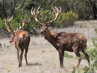 Red Stag